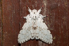 Lymantria brunneiplaga