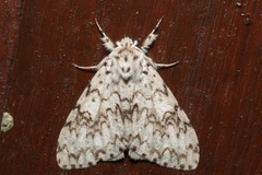 Lymantria alexandrae