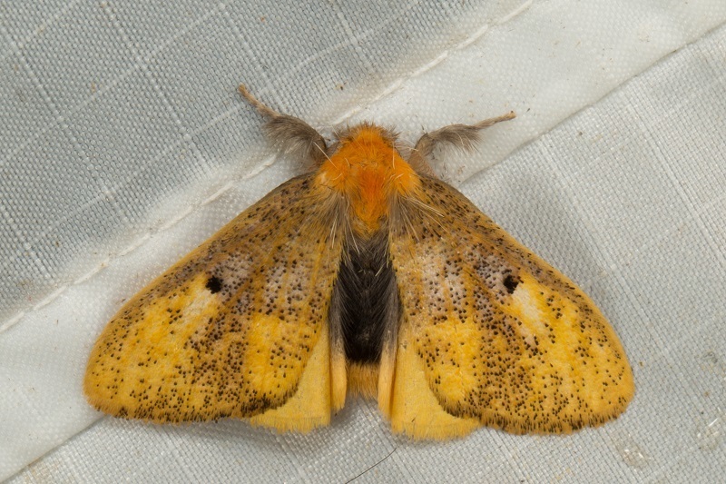 Nygmia semifumosa from Kinabalu Park, 89300 Kundasang, Sabah, Malaysia ...