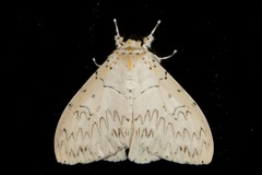 Psilochira amydra