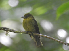 Sapayoa photo 1