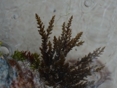 Acanthophora spicifera