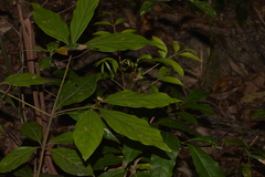 Neolitsea dealbata