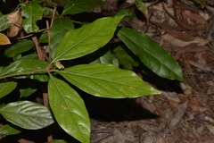 Neolitsea dealbata