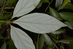 Neolitsea dealbata