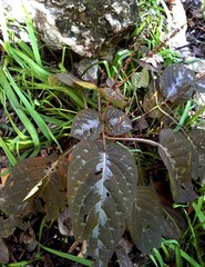 Pseuderanthemum alatum