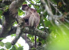 Piliocolobus tephrosceles
