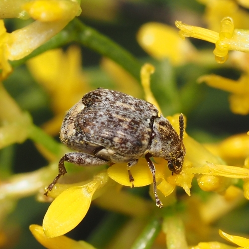 Merobruchus julianus