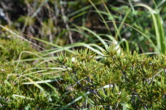 Strumpfia maritima
