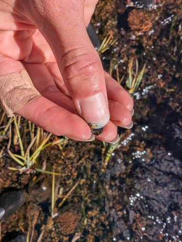 iNaturalist observation photo of Cricotopus nostocicola