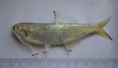 Longjaw Thryssa photo 1