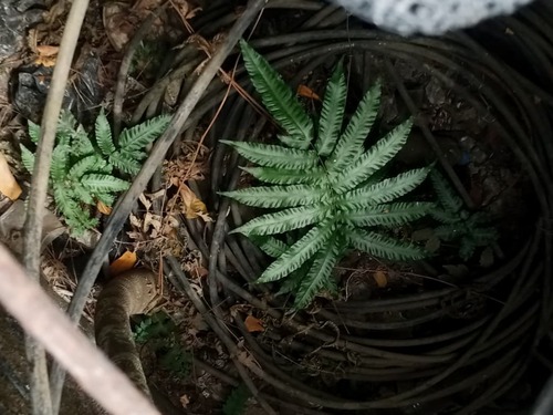 Free-tip star-hair fern (Goniopteris tetragona)