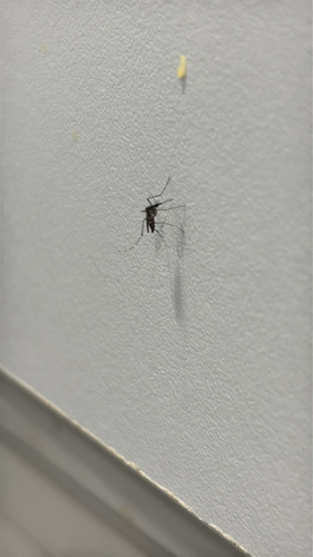 Unknown species found near Tenth Ave S, Birmingham, AL, US