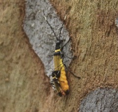 Chauliognathus imperialis