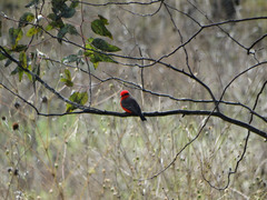 Pyrocephalus rubinus