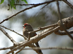 Haemorhous mexicanus