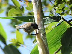 Psaltriparus minimus