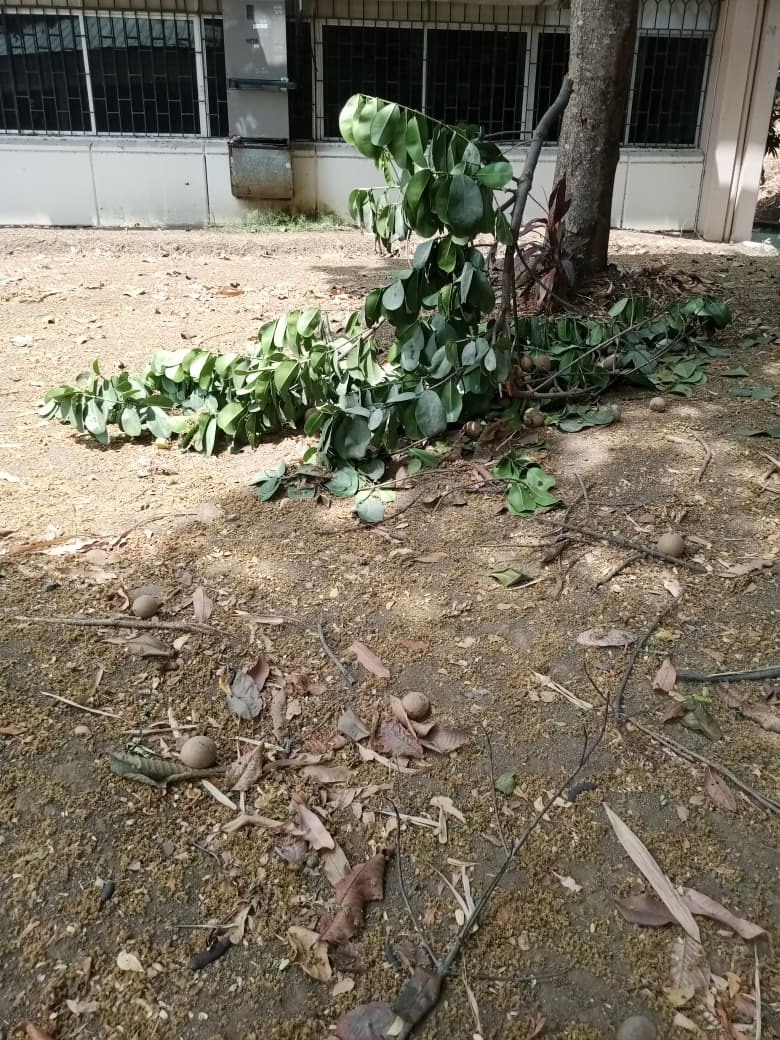 Imagem de Abricó-de-macaco