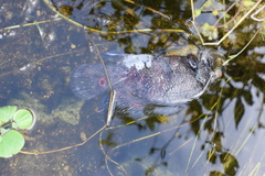 Astronotus ocellatus