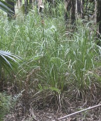 Cladium procerum
