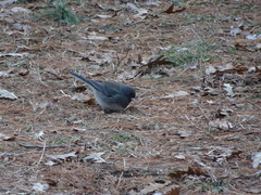 Junco hyemalis