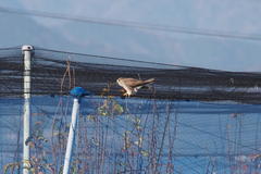 Falco tinnunculus interstinctus