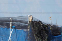 Falco tinnunculus interstinctus