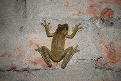 Osteocephalus taurinus