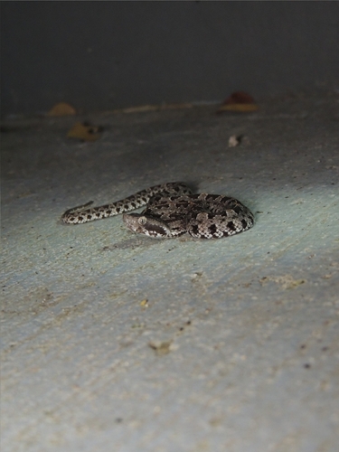 Slender Hognose Viper