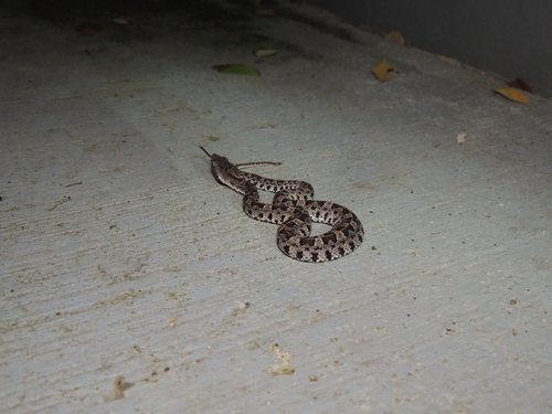 Slender Hognose Viper