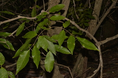 Ackama paniculosa