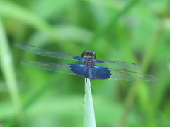Rhyothemis triangularis