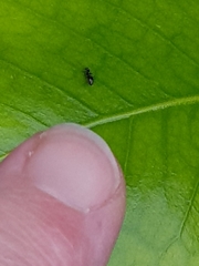 Technomyrmex jocosus