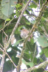 Micromonacha lanceolata