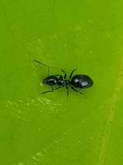 Technomyrmex jocosus