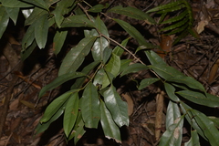 Beilschmiedia elliptica