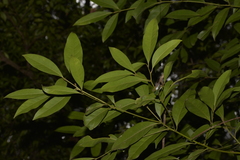 Beilschmiedia elliptica