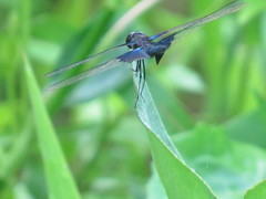 Rhyothemis triangularis