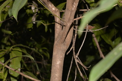 Beilschmiedia elliptica