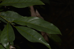 Beilschmiedia elliptica