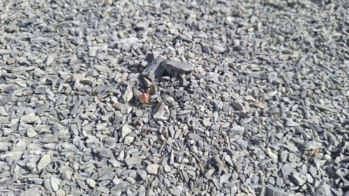 Ariocarpus scaphirostrus
