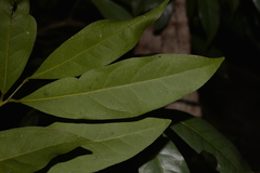 Beilschmiedia elliptica