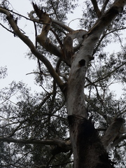Eucalyptus pilularis