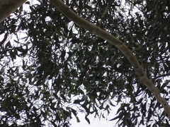 Eucalyptus pilularis