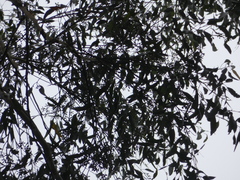Eucalyptus pilularis