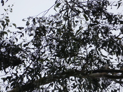 Eucalyptus pilularis