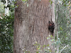 Eucalyptus pilularis