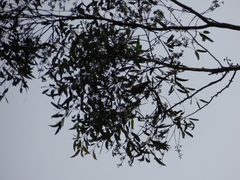 Eucalyptus pilularis