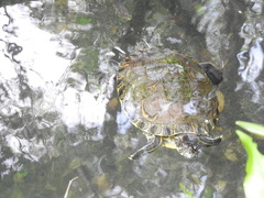 Trachemys venusta iversoni