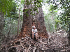 Eucalyptus pilularis